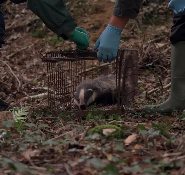 ZSL's Professor Rosie Woodroffe and farmer Martin Howlett releasing badger after vaccination for bovine tuberculosis