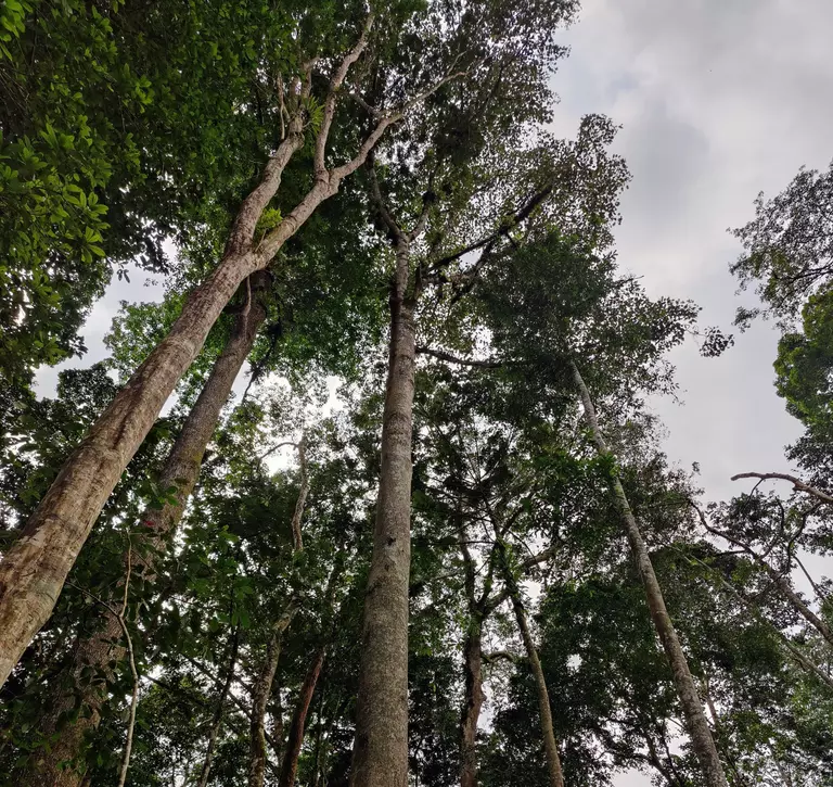Forest in Cameroon