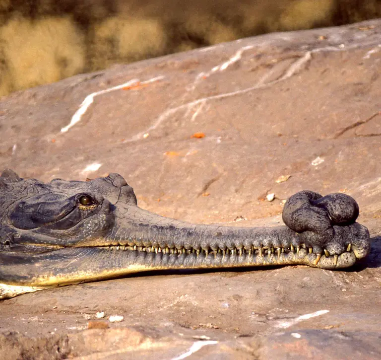A male gharial with a "ghara", a lump at the end of their snout. 