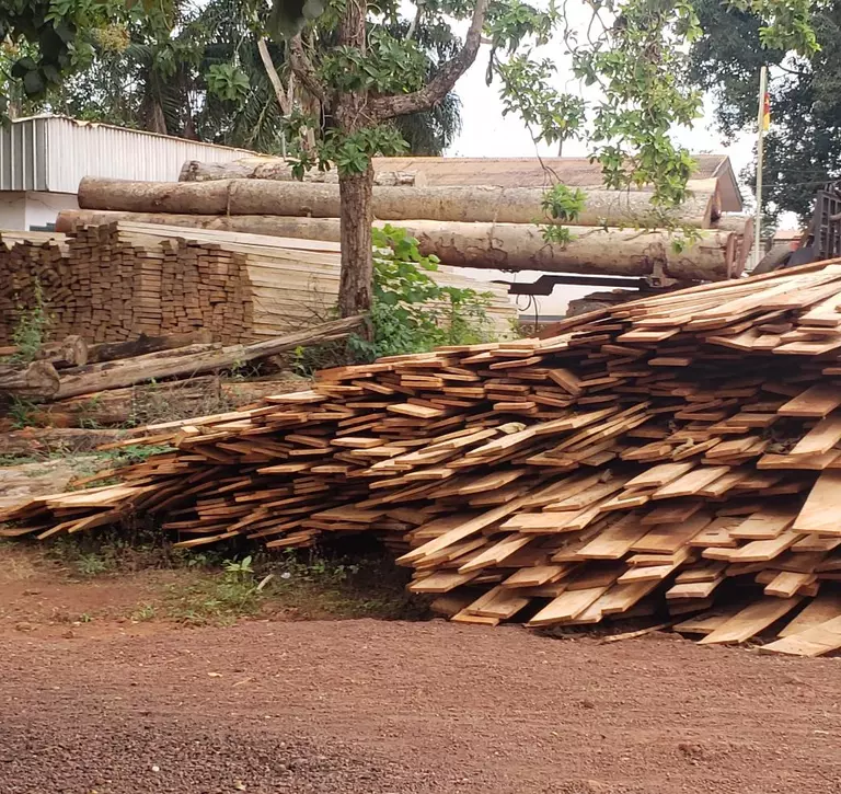 Logging in Cameroon