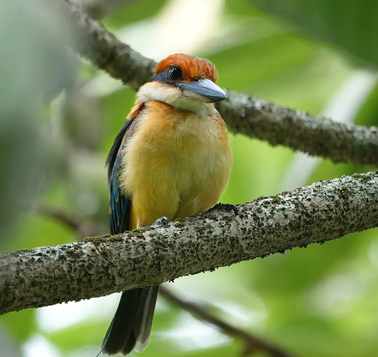 A sihek sitting on a branch of a tree with green leaves in the background