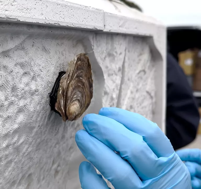 A volunteer attaching native oysters to oyster reef cubes ahead of their deployment in North Sea