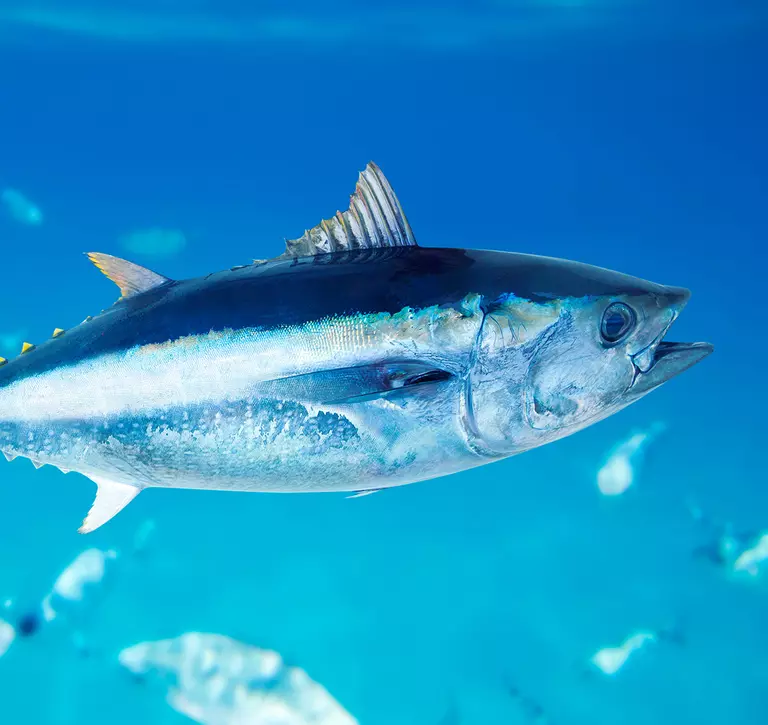 A bluefin tuna fish swimming in the ocean