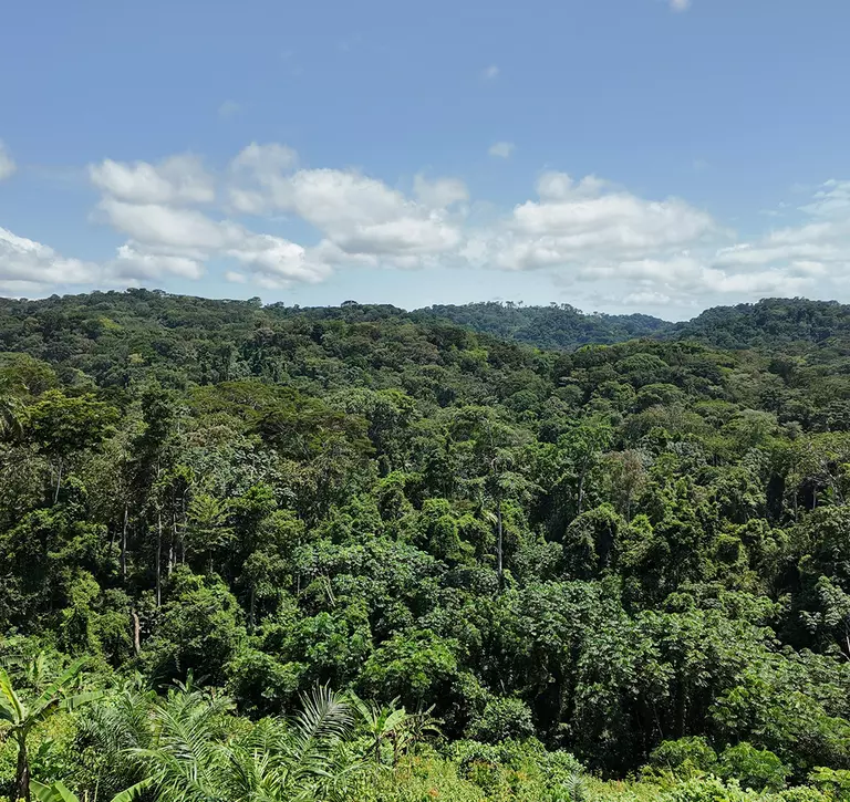 A forest with green trees and blue sky with clouds