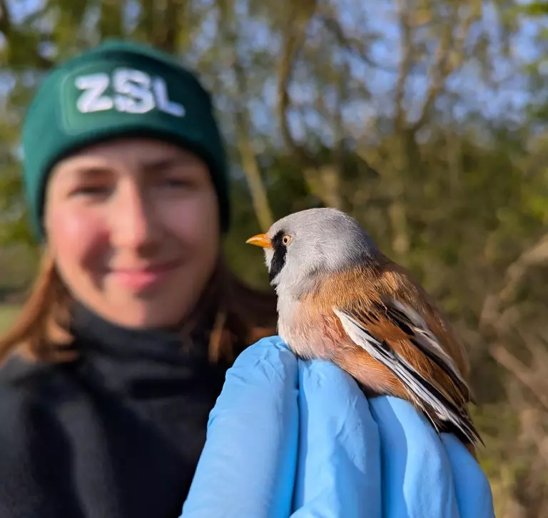 Bird ringing for the Darwin Tree of Life