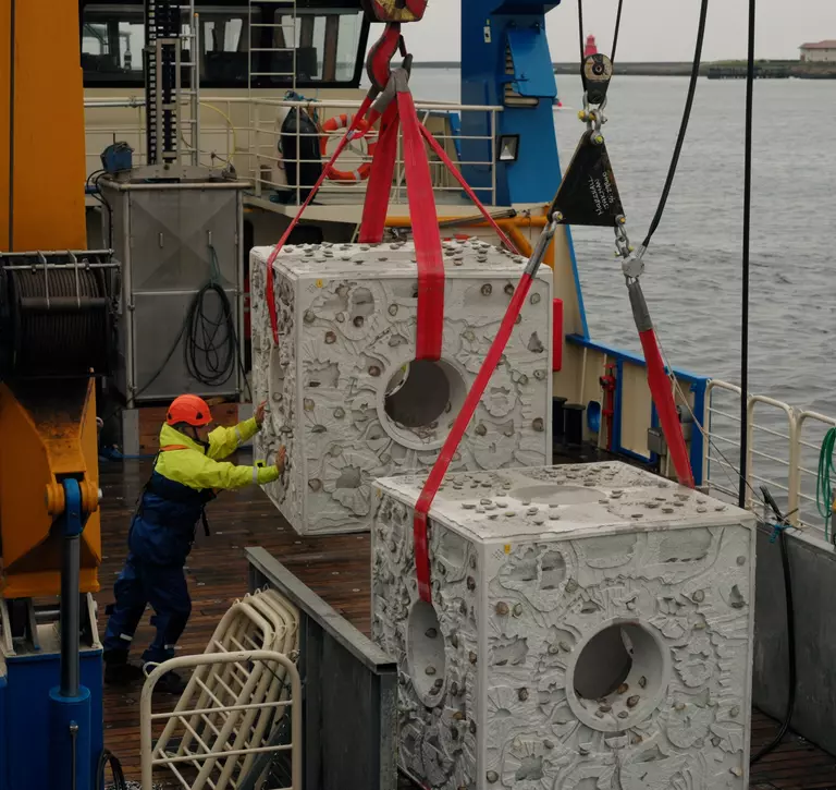 Native oysters attached to an oyster reef cube being loaded onto boat before they are deployed in North Sea