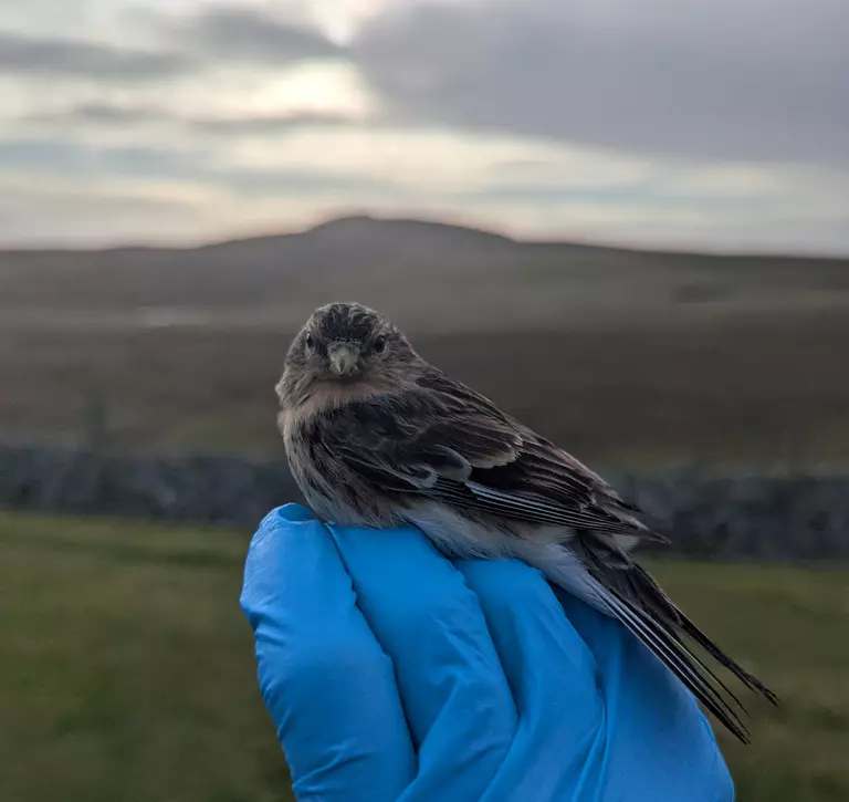 Bird ringing for the Darwin Tree of Life