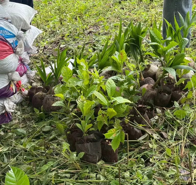 Seedling process in Thailand for a coffee agroforestry project
