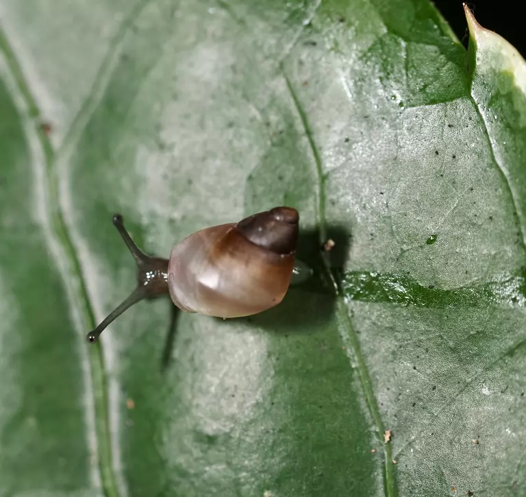 Extinct-in-the-Wild Partula snail species returned to the wild | ZSL