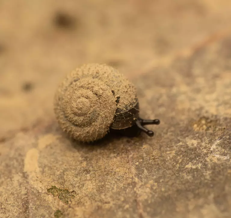 Rare German hairy snail 