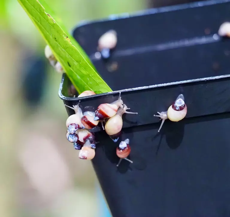 Extinct-in-the-Wild Partula snail species returned to the wild | ZSL