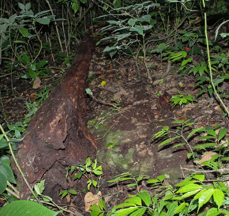 Overturned logs in forest