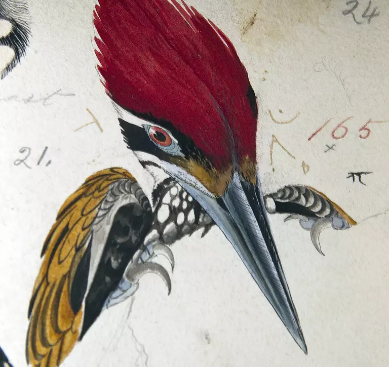 drawing of imperial woodpecker