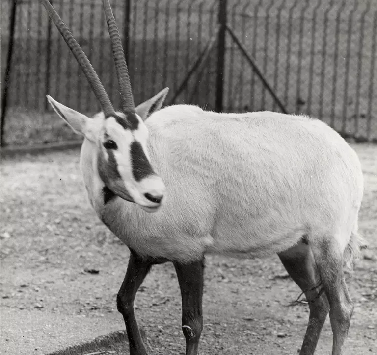Black and white image of an Arabian oryx