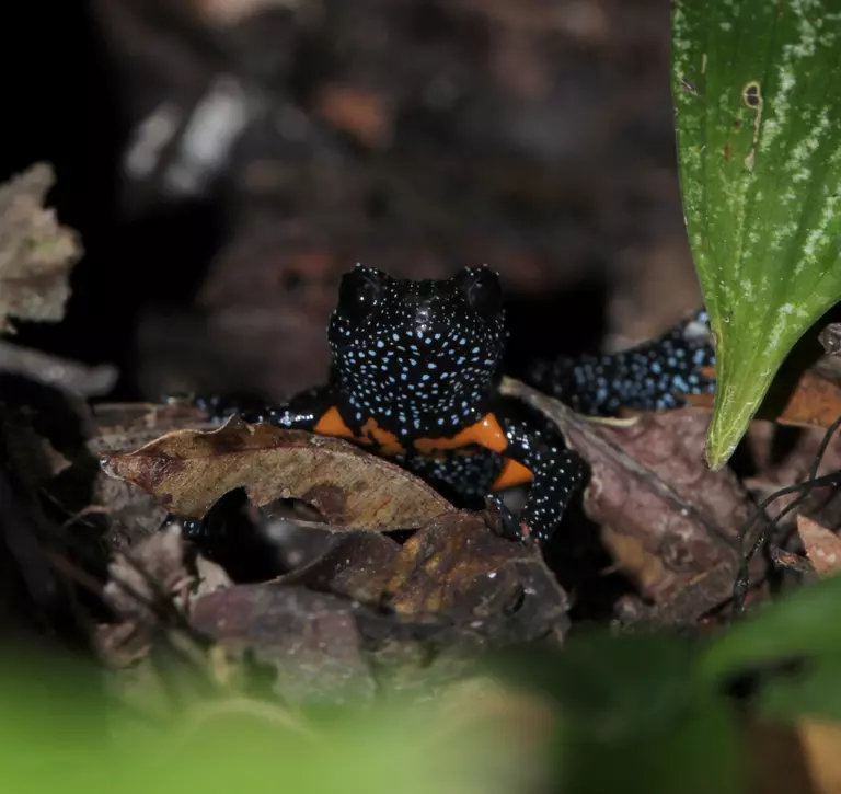 Rare black frog with blue spots and orange patches sitting in leaf litter under log
