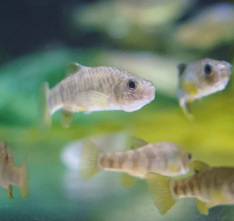 pupfish at Whipsnade Zoo