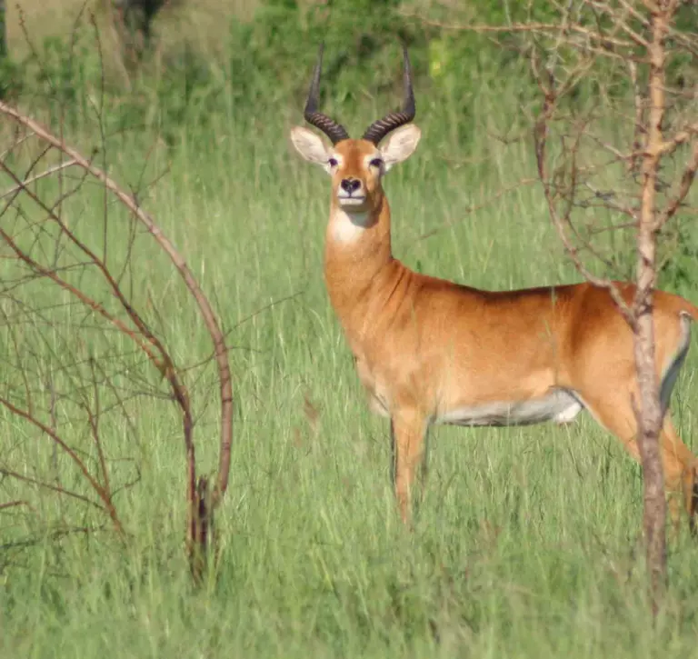 Kob