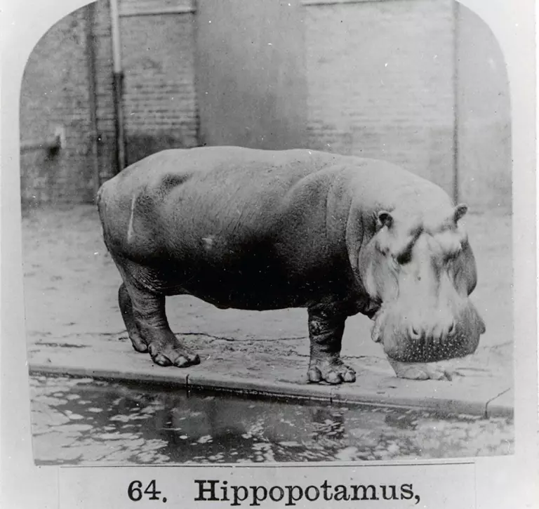 Obaysch hippo at London Zoo