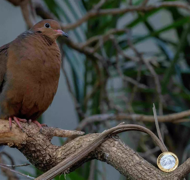 Socorro dove perches on a branch with a commemorative £2 coin