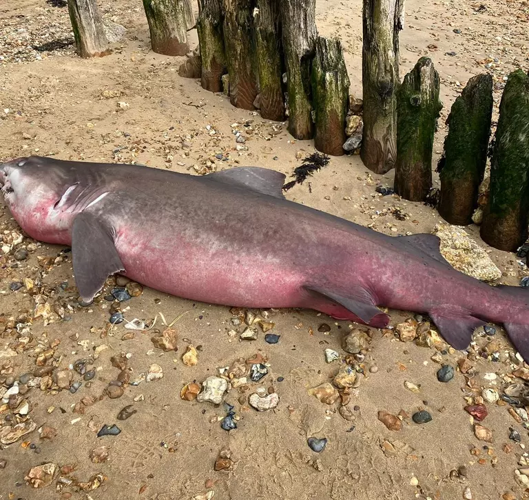 Smalltooth sand tiger shark Lepe, Hampshire