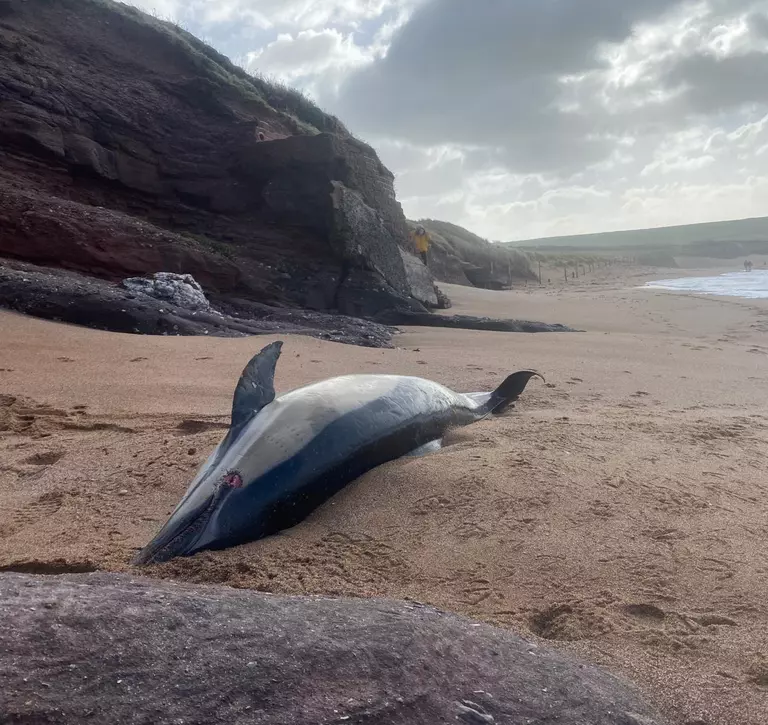 South Milton Sands common dolphin stranded