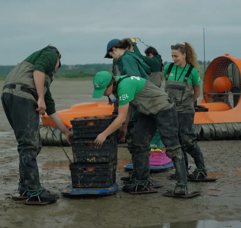 Conservationists collecting seagrass cores in Essex for planting