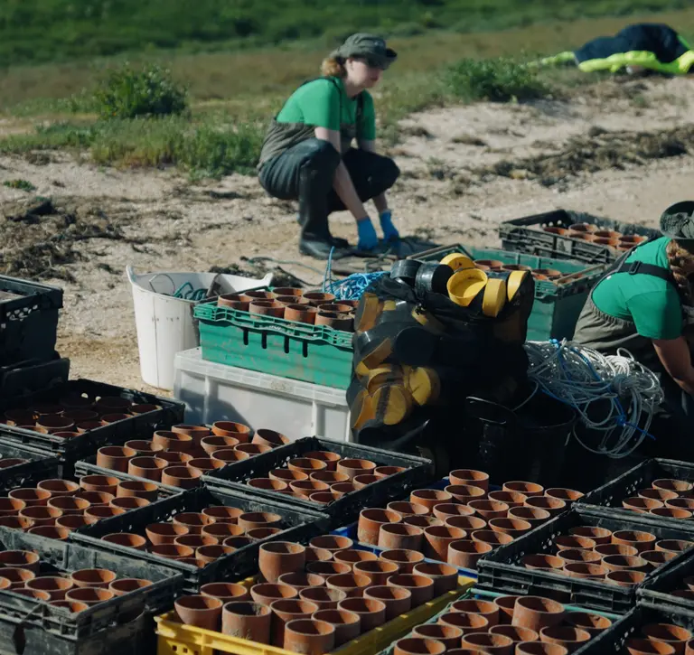 Conservationists with seagrass cores for planting in Kent