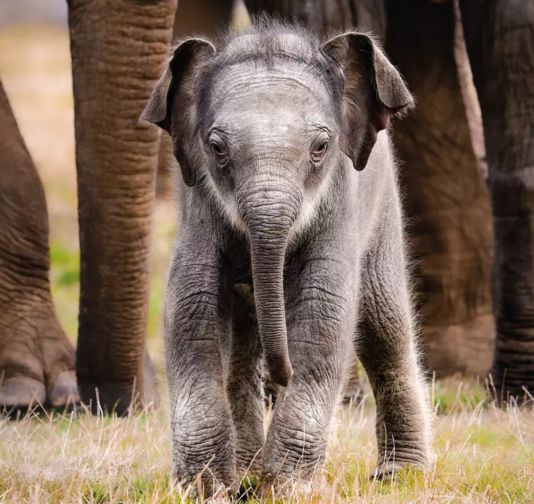 Elephant calf at Whipsnade Zoo