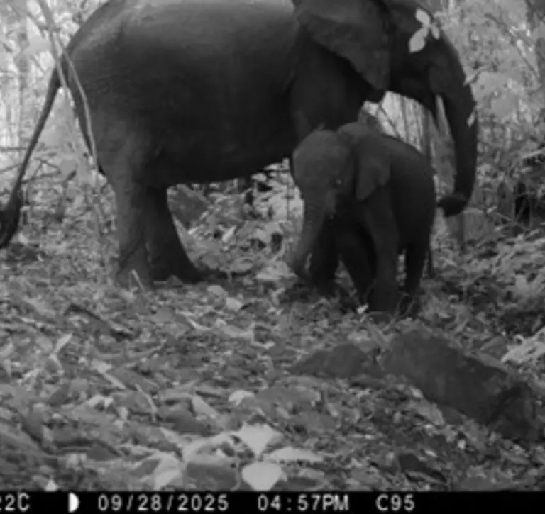 Camera trap elephants