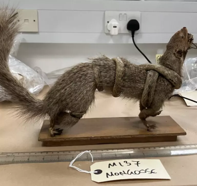 Taxidermy mongoose from ZSL's biobank