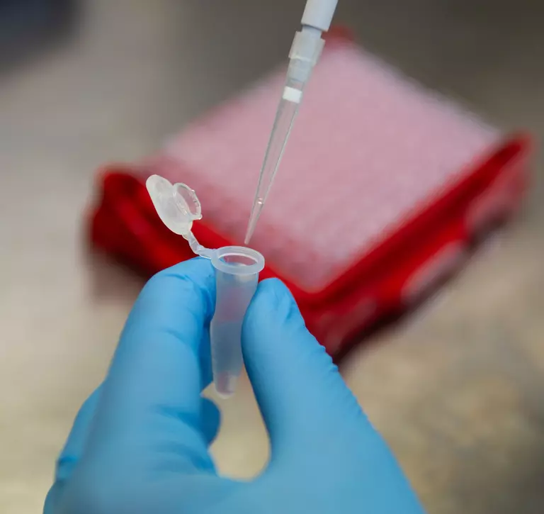 Liquid being pipetted by science at ZSL's Institute of Zoology