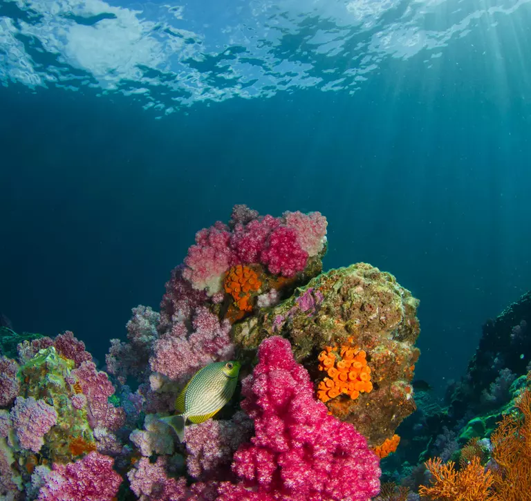 Fish and brightly coloured corals underwater