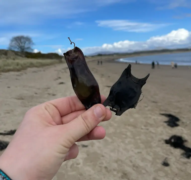 two egg cases being held in hand on beach