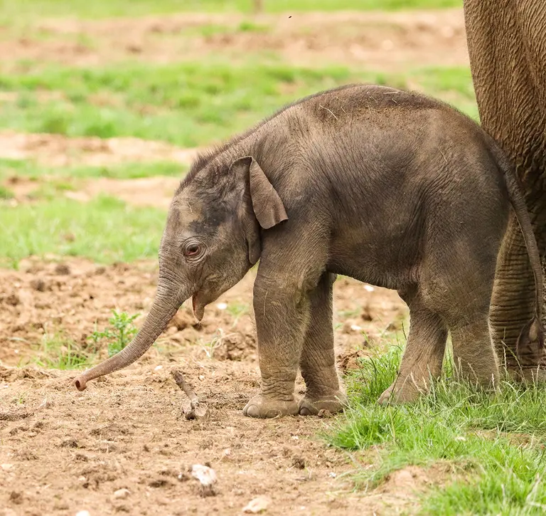 Baby elephant with trunk out in the grassy paddock