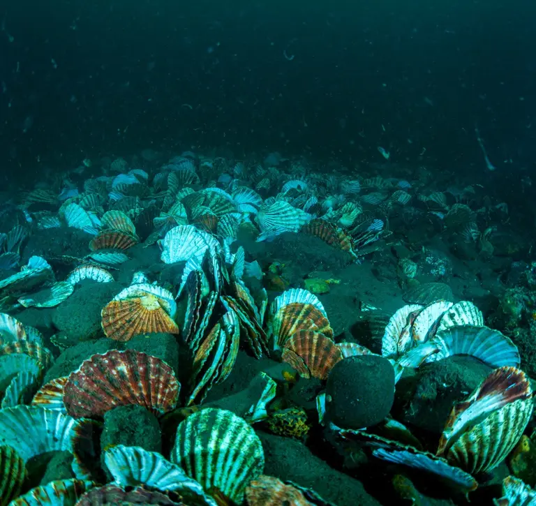 Cultch on seabed