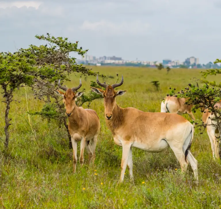 Flock of hirolas grazing in the savannah of Nairobi Park in central Kenya