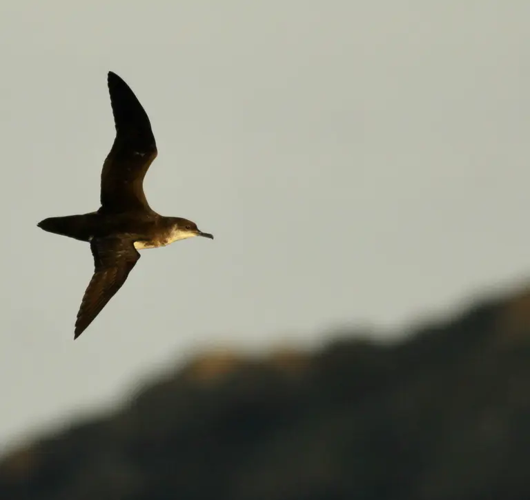 Manx sheerwater flying