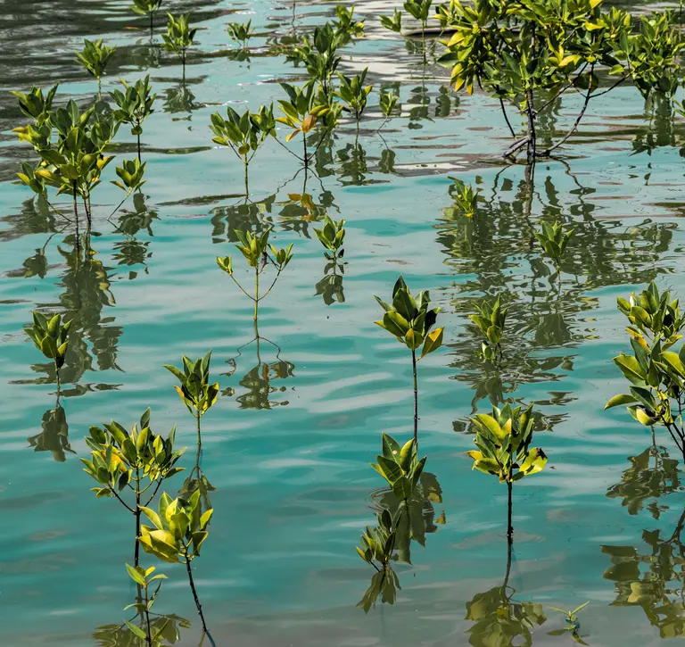 Mangrove shoots growing