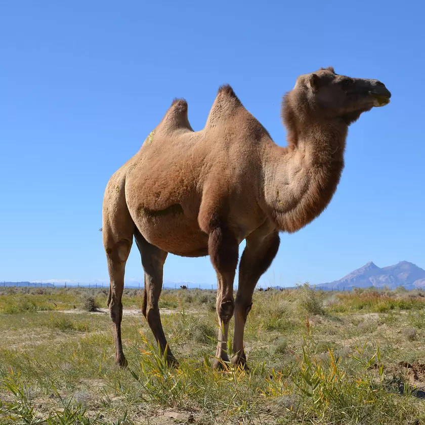 Conservation of Mongolia's Wild Camels | ZSL