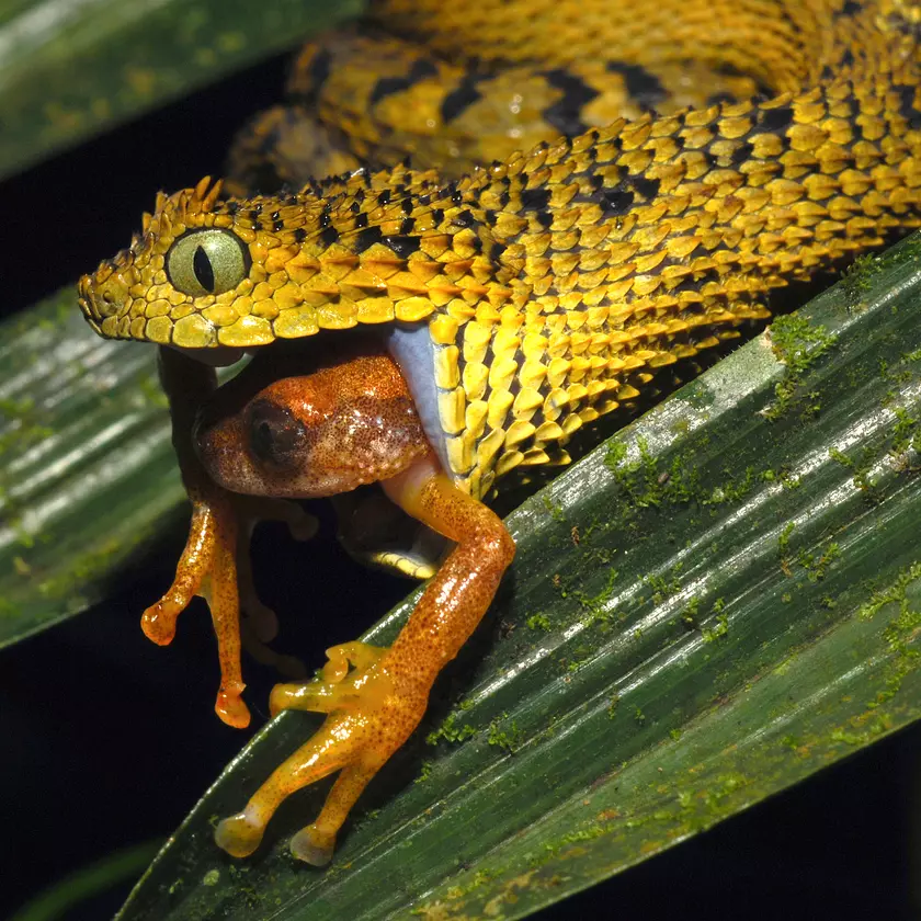 Why are reptiles not dependent on outlet water like amphibians