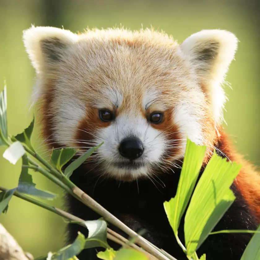 Protecting animals on the EDGE | The Zoological Society of London