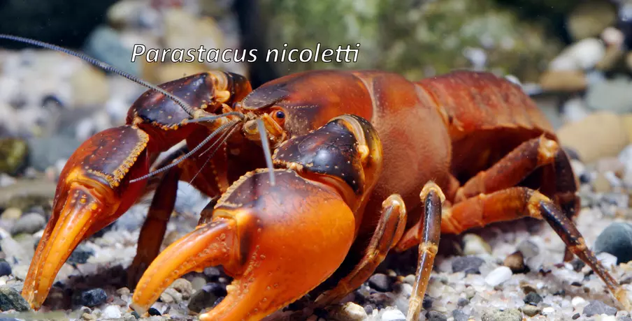 Parastacus nicoletti