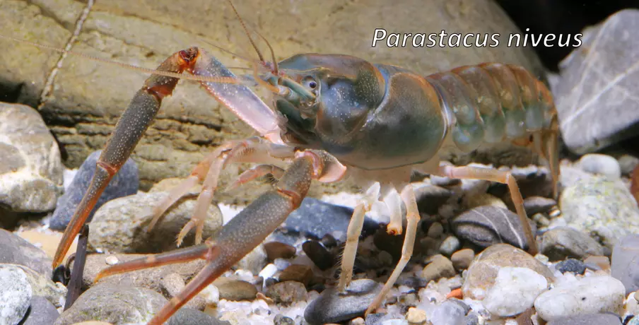 Parastacus niveus