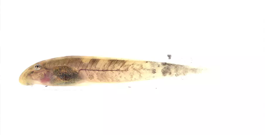 Atewa tadpole
